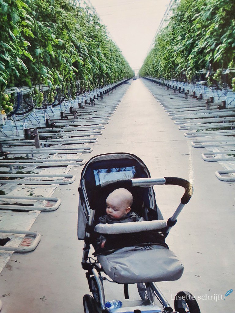 baby in kinderwagen in tomatenkwekerij
